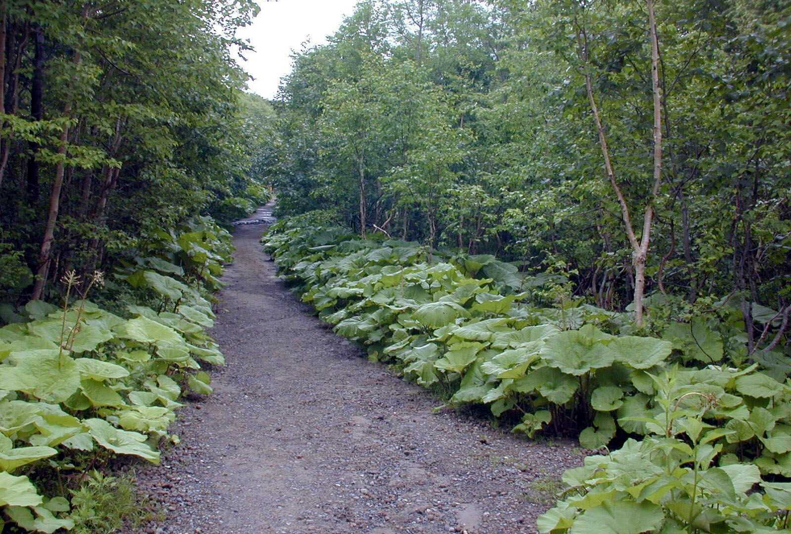 Forest path leading through greenery, symbolizing clarity and reflection for leaders.