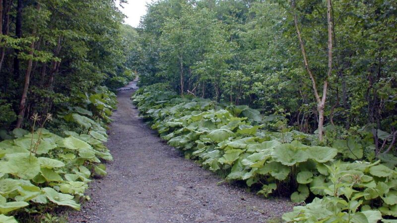 Forest path leading through greenery, symbolizing clarity and reflection for leaders.