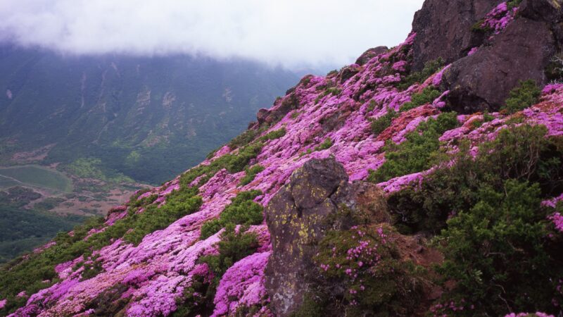 a bloom against the mountain mist