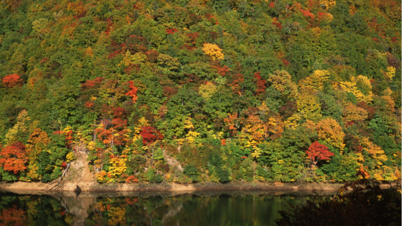 A quiet autumn mountain reflected in a still pond. Soft layers of red, gold, and green trees surround the water. The surface mirrors the colors gently, holding a sense of calm transition — a moment between change and stillness.