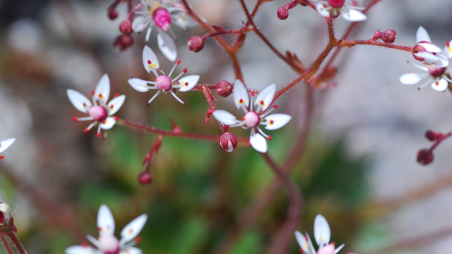 A close-up photograph of a small wildflower in Hokkaido, with soft white petals and a red center, growing quietly against a natural, earthy background.