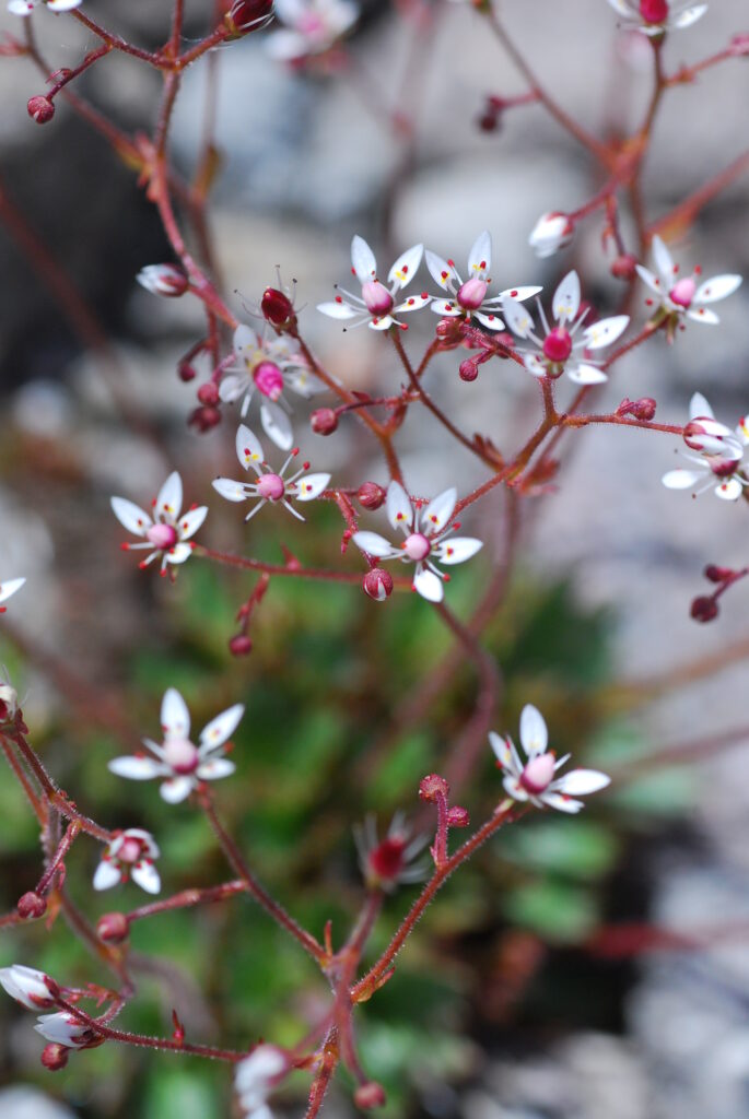 A close-up photograph of a small wildflower in Hokkaido, with soft white petals and a red center, growing quietly against a natural, earthy background.