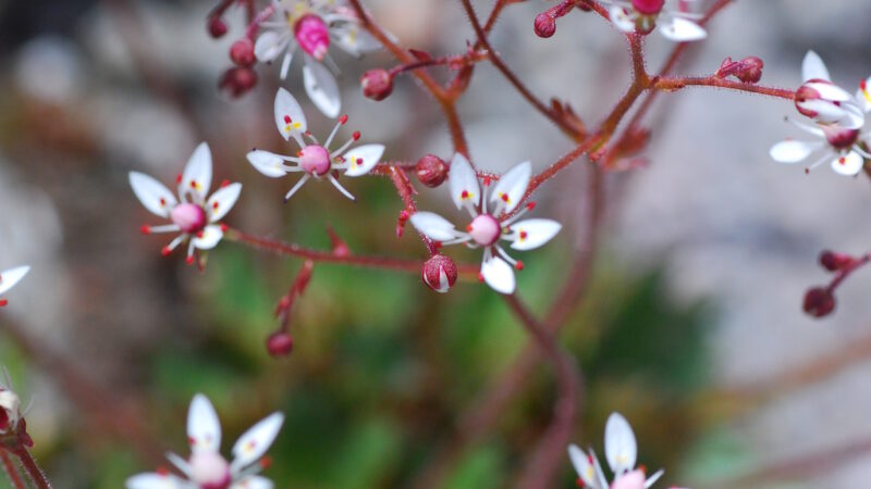 A close-up photograph of a small wildflower in Hokkaido, with soft white petals and a red center, growing quietly against a natural, earthy background.